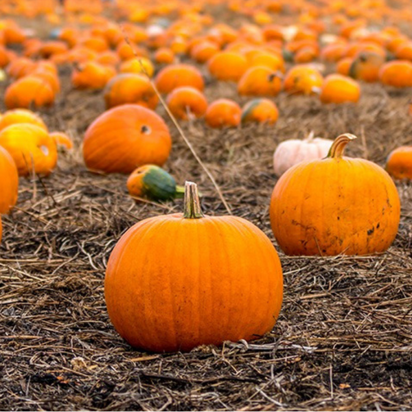 Our Favorite Pumpkiny Things